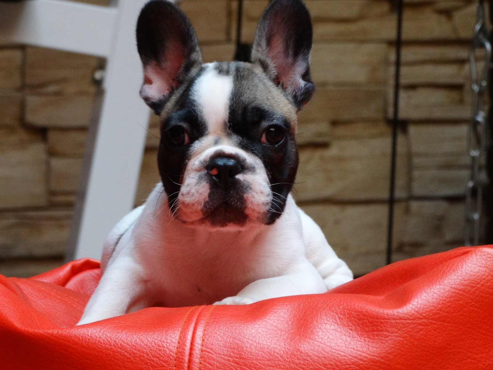 Insegna Decorativa Da Parete In PVC Con Bulldog Francese, 30x15 Cm, Con Scritta In Francese, Resistente Agli Agenti Atmosferici - 3